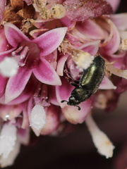 Brassicogethes aeneus