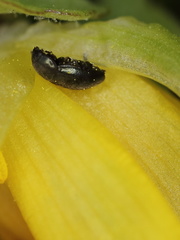 Brassicogethes aeneus