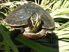 Trachemys scripta scripta