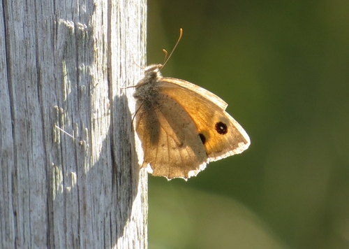 Dusky Meadow Brown