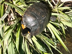 Trachemys scripta scripta