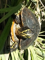 Trachemys scripta scripta