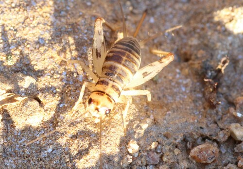Western Crevice-cricket