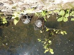 Trachemys scripta scripta