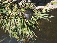 Trachemys scripta scripta