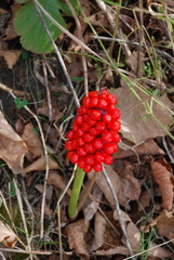Arisaema amurense