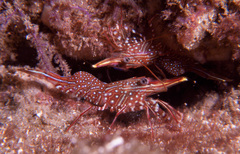 Rhynchocinetes serratus