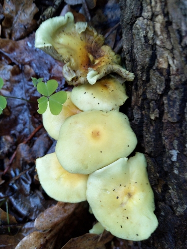 Sulphur Tuft