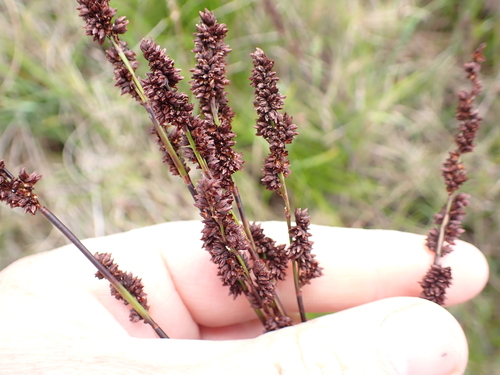 Naked Deckreed (Elegia nuda)