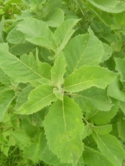 Gymnanthemum amygdalinum