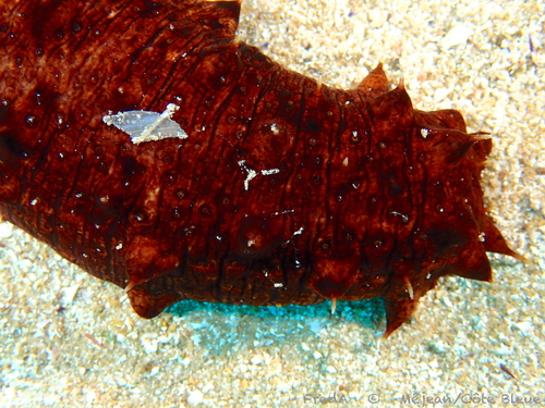 Photo of Tubular sea cucumber (Holothuria tubulosa)