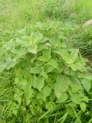 Gymnanthemum amygdalinum