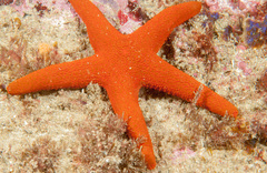 Fromia polypora