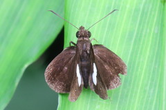 Notocrypta paralysos varians