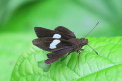 Notocrypta paralysos varians