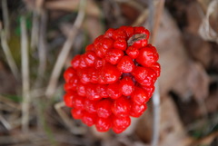 Arisaema amurense