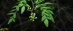 Zanthoxylum schinifolium