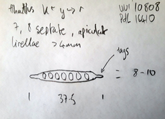 Platygramme mucronata