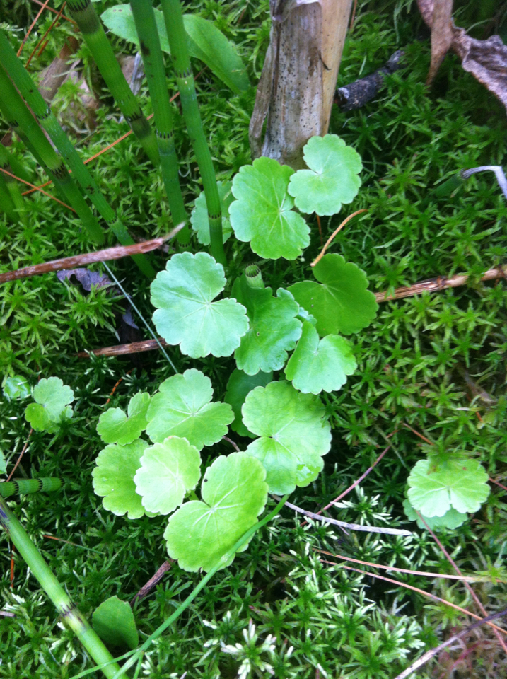 Hydrocotyle americana