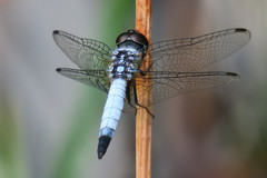 Aethriamanta gracilis