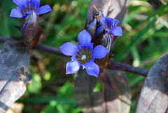 Gentiana scabra