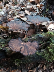Polyporus nigrocristatus