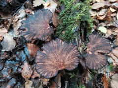 Polyporus nigrocristatus