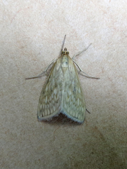 Sitochroa chortalis