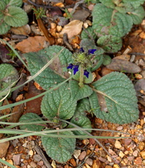 Salvia nana