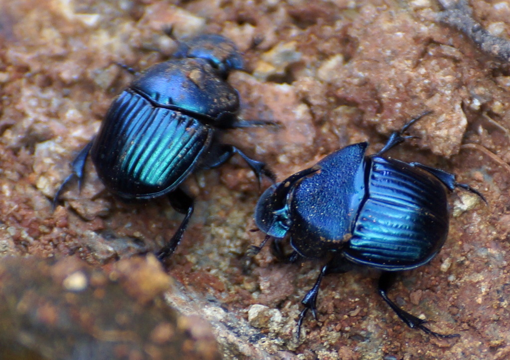 Phanaeus adonis