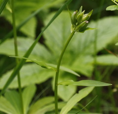Lilium debile