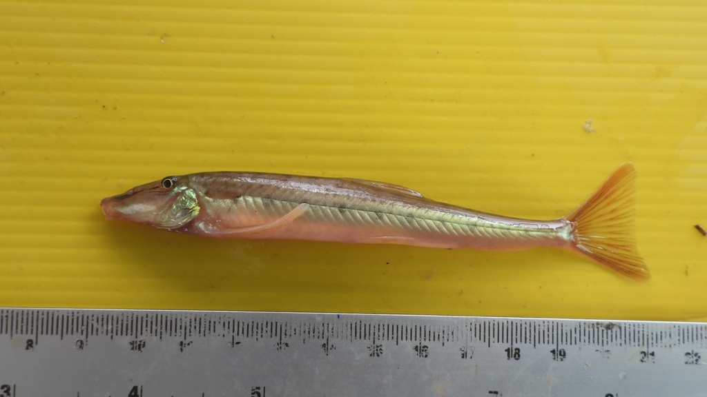 Peppered Horseface Loach