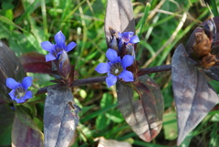 Gentiana scabra