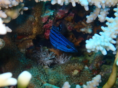 Slender Grouper photo 4