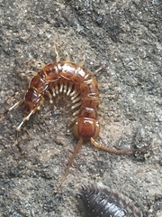 Lithobius