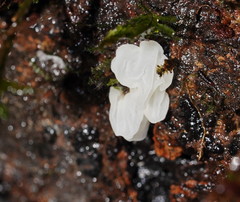 Physalacria australiensis