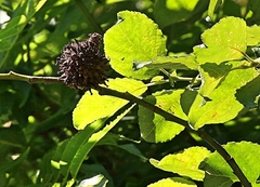 Rabdophaga strobilina