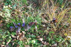 Gentiana scabra