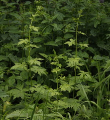 Aconitum fischeri