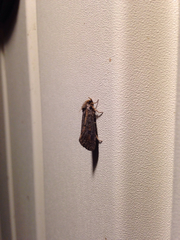 Acrolophus popeanella