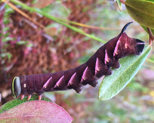Northern Apple Sphinx photo 2