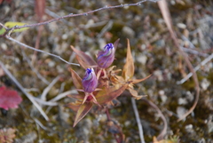 Gentiana scabra