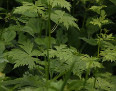 Aconitum fischeri