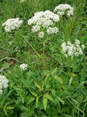 Aegopodium podagraria