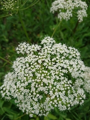 Aegopodium podagraria