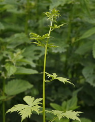 Aconitum fischeri
