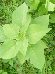 Physalis angulata