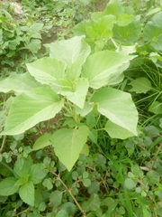 Physalis angulata