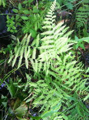 Thelypteris palustris pubescens