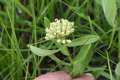 Asclepias lanuginosa